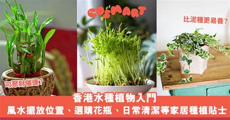 水 種 植物 風水|水種植物新手入門！ 15 種室內植物推薦 種植好處/開運寓意/風格。